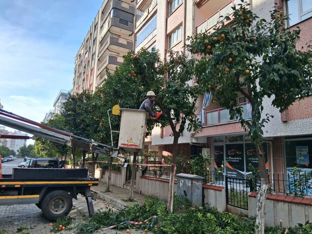 İhmal Edilen Turunç Ağaçlarına Efeler Belediyesi Sahip Çıktı