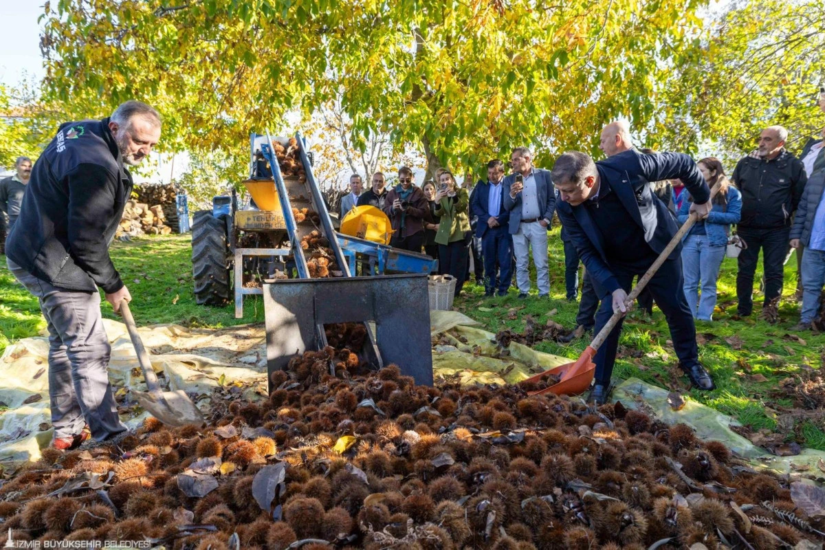 İzmir’de kestane üretimine yeni destek programı
