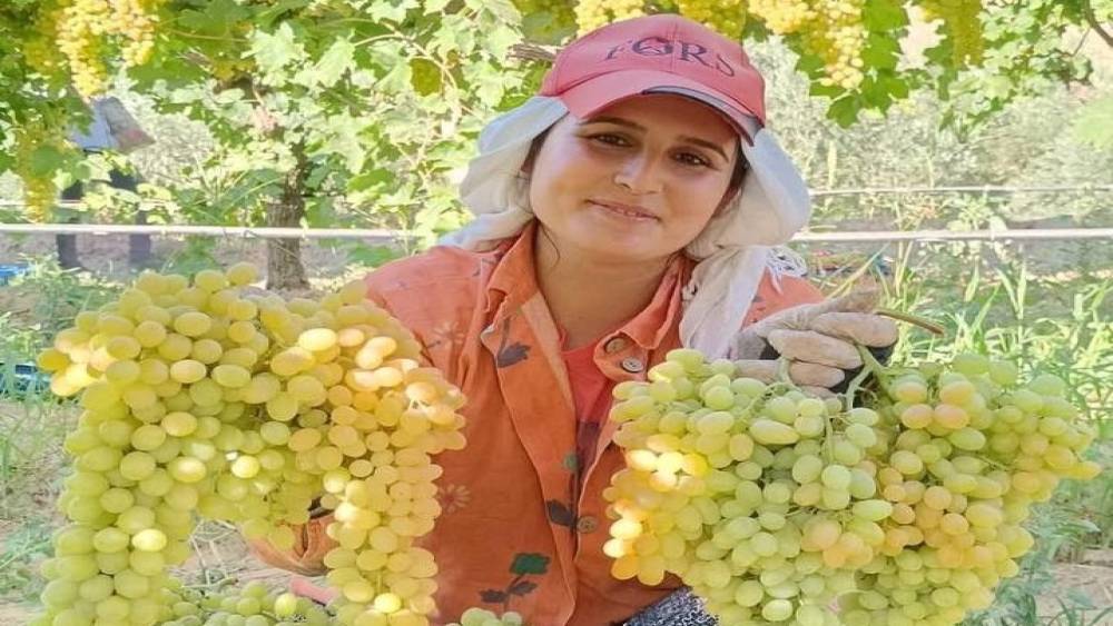 Sultaniye üzümü bağışıklığı güçlendiriyor
