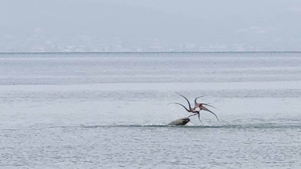 Çeşme sahilinde fokun ahtapot avı
