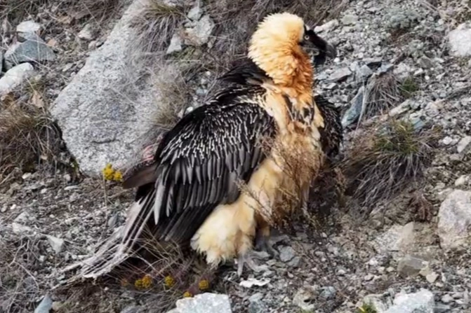 Yaralı bulunan sakallı akbaba yeniden doğal yaşamına d&ouml;nd&uuml;