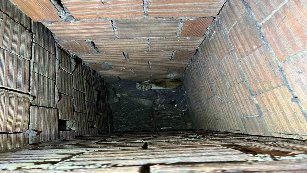 Erzincan&rsquo;da havalandırma boşluğuna d&uuml;şen kedi kurtarıldı