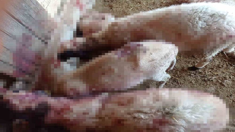 Gece ağıla giren kurt, 8 kuzuyu telef etti
