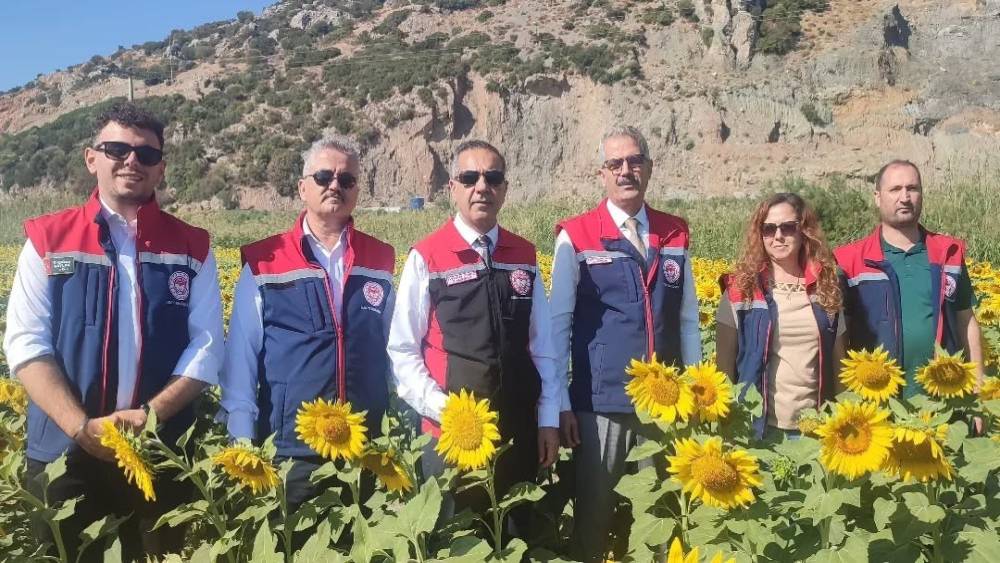 Söke Ayçiçeğinde Aydın’ı Sırtlıyor