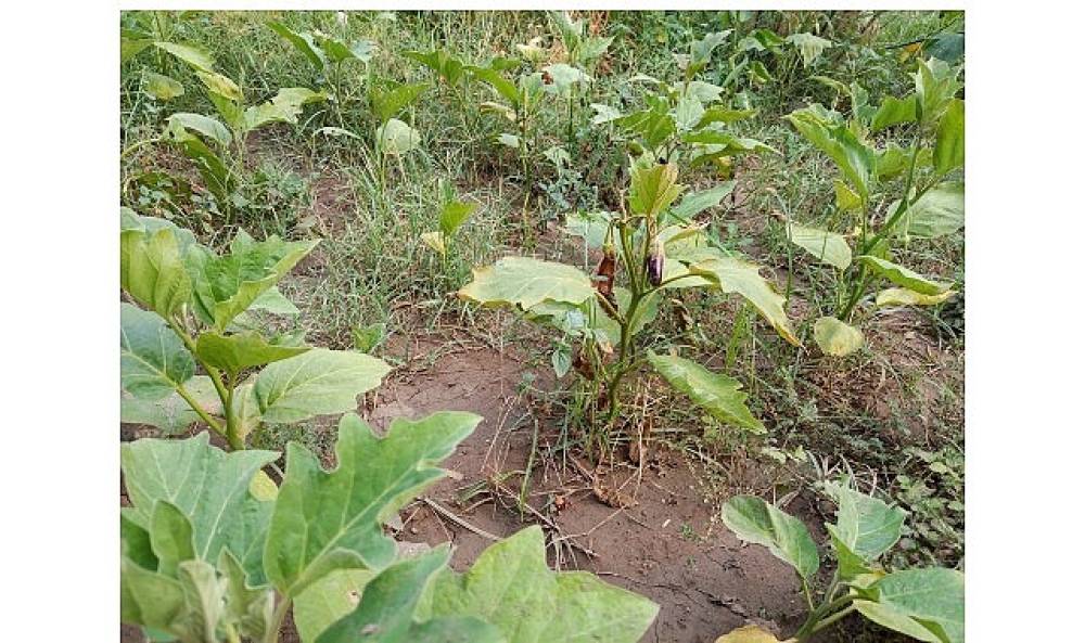 Efes Tarlası Yaşam Köyü'nde Elde Edilen Yerel Tohumlar Anadolu'nun Dört Bir Yanında Filizleniyor