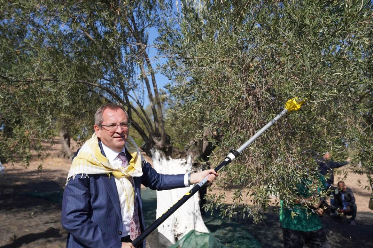 Ayvalık’ta zeytin ve turizm şöleni başlıyor