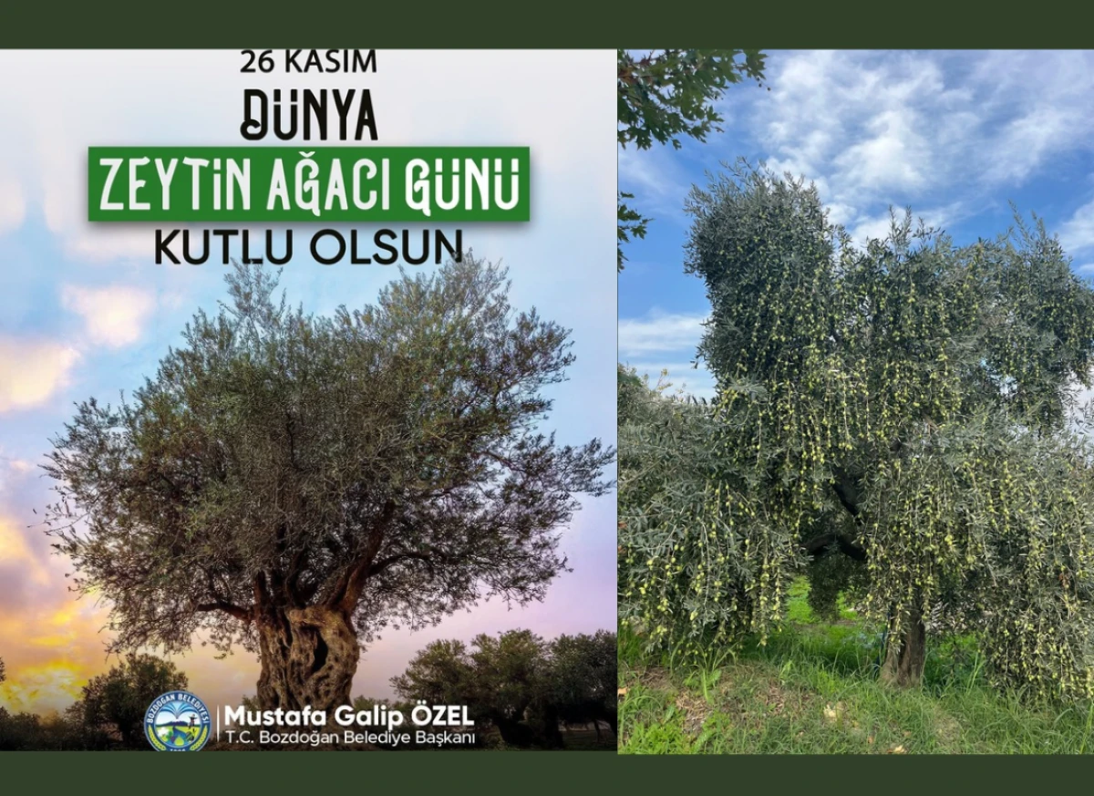 Başkan özel zeytin ağacı geçmişin mirası geleceğin bereketidir 