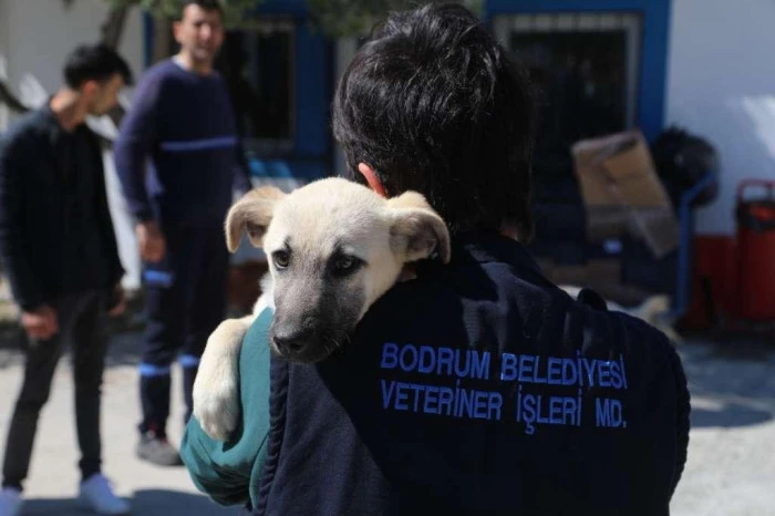 Bodrum Belediyesi'nden hayvan dostu politikalara ilişkin açıklama