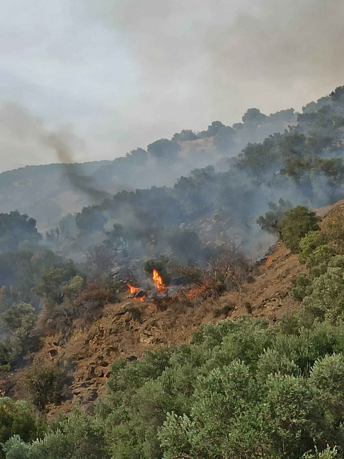 Bozdoğan'da orman yangını