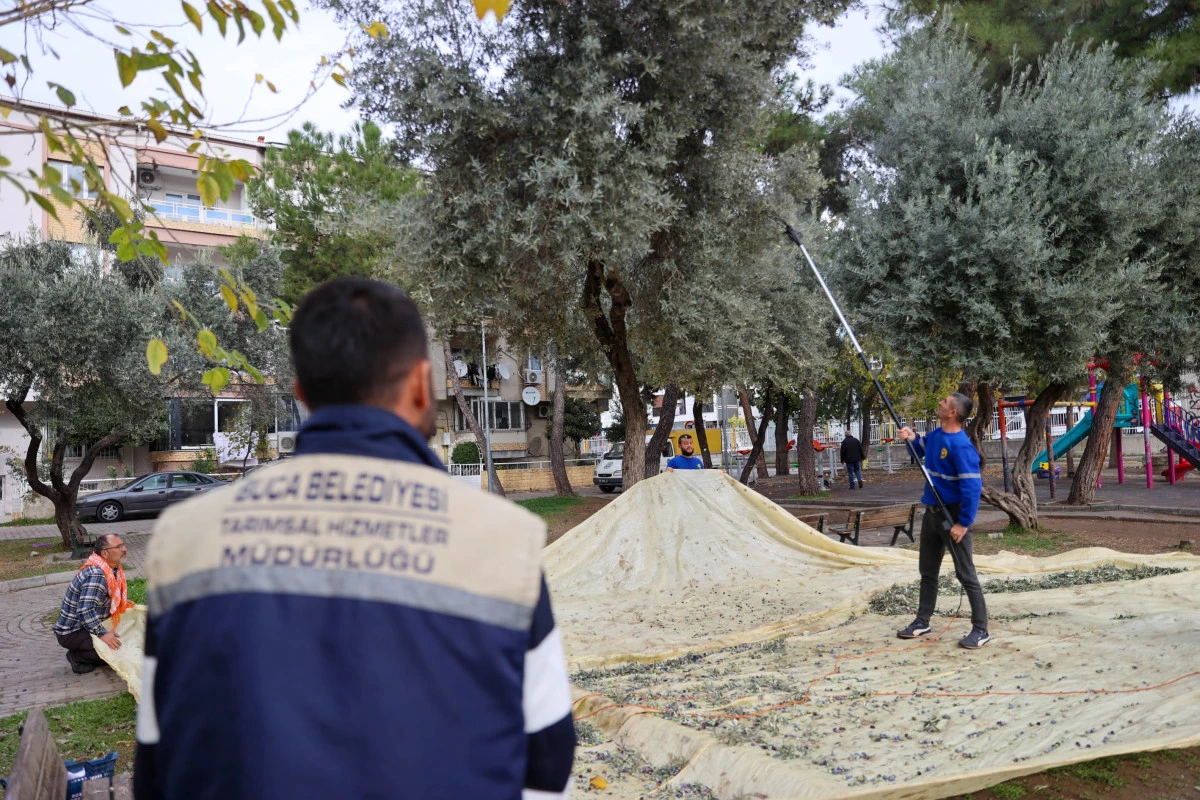 Buca’da zeytin hasadı dayanışma örneği