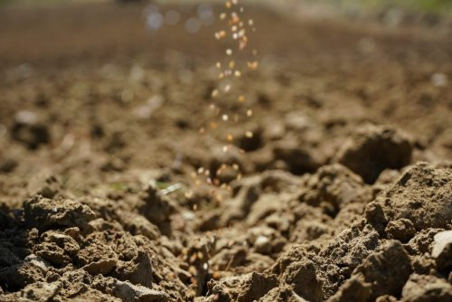 Çeşme'de Tarıma Destek: Ata Tohumu Yerli Susam Projesi Başlıyor