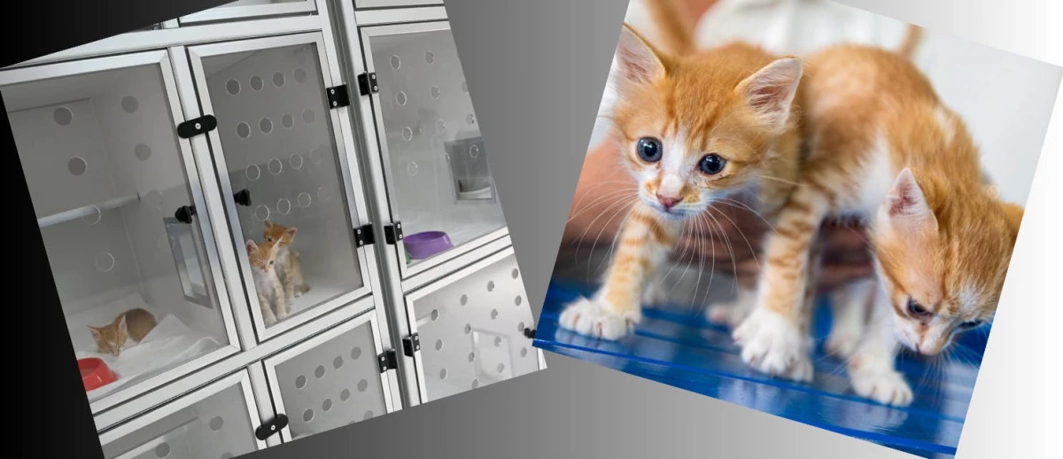 Davutlar Mahallesi'ne kedi kısırlaştırma Merkezi açıldı