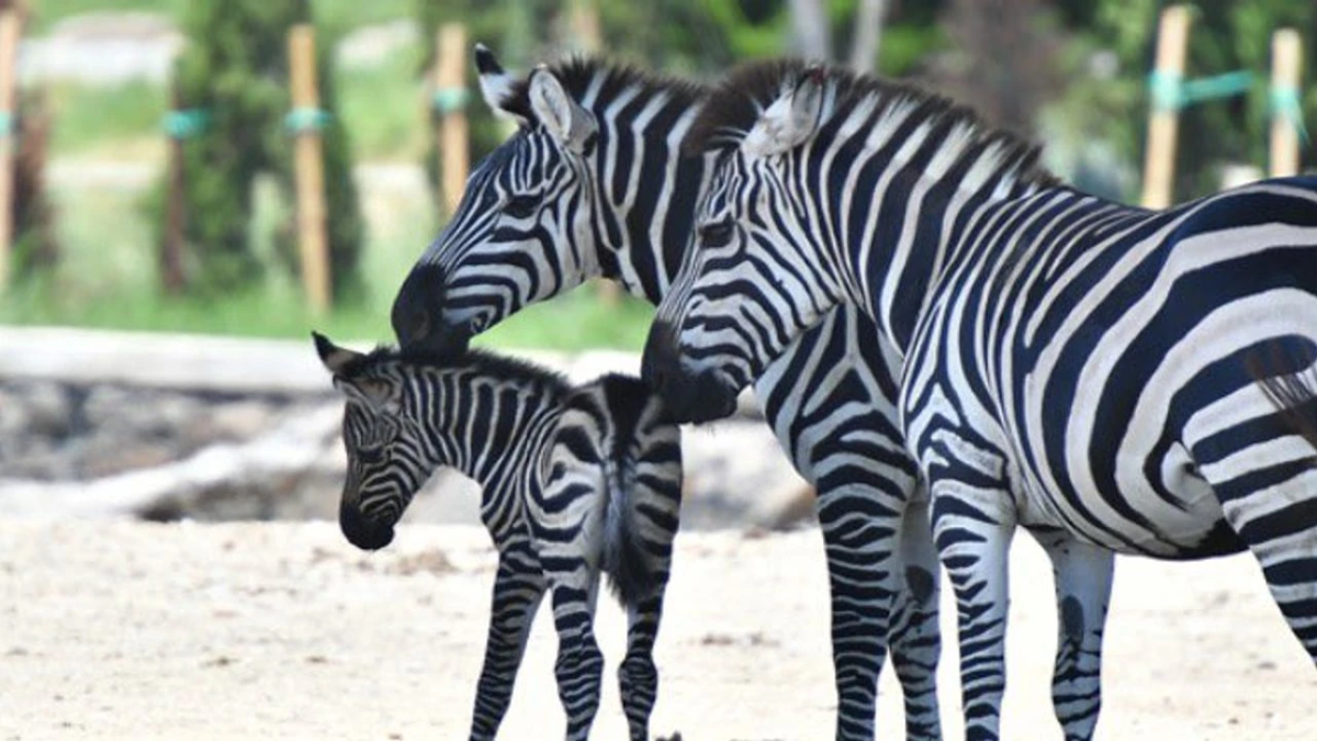 İzmir Büyükşehir Belediyesi'nden Eskişehir'e 'Zebra' Gönderiliyor!