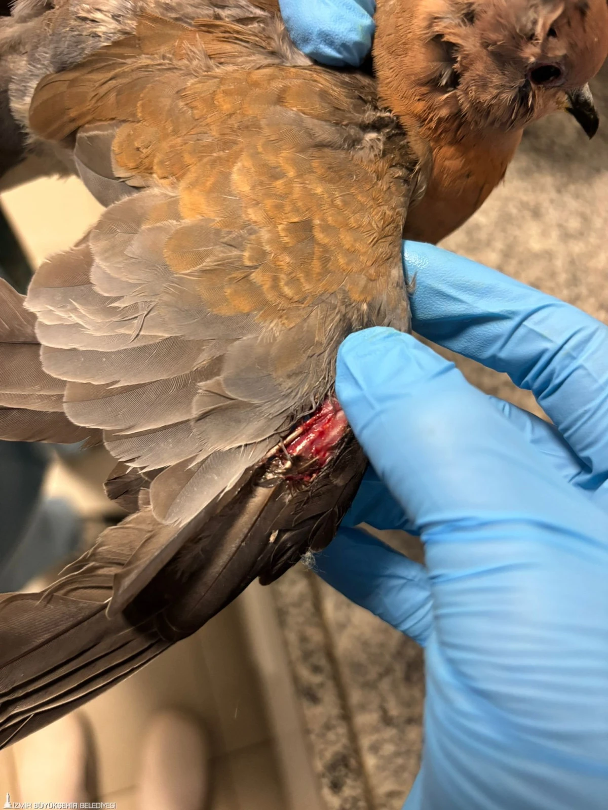 İzmir b&uuml;y&uuml;kşehir ekipleri sağanakta t&uuml;m canlılar i&ccedil;in sahada