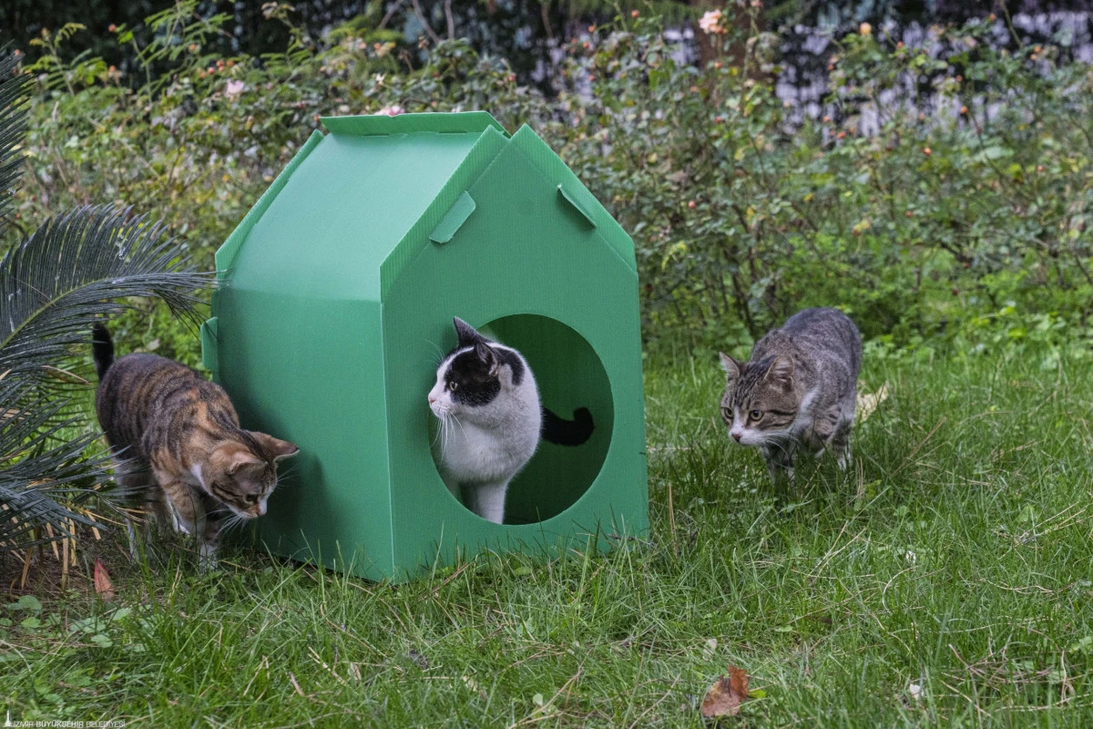 İzmir B&uuml;y&uuml;kşehir&rsquo;den sokak kedileri i&ccedil;in hızlı &ccedil;&ouml;z&uuml;m