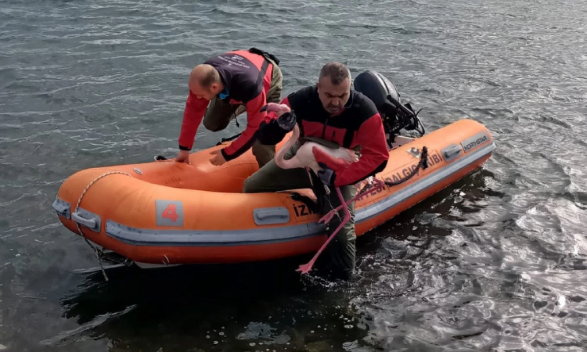 İzmir İtfaiyesi misinaya dolanan flamingoyu kurtardı