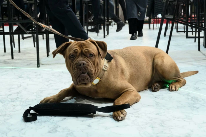 İzmir&rsquo;de evcil hayvan fuarı b&uuml;y&uuml;k ilgi g&ouml;rd&uuml;