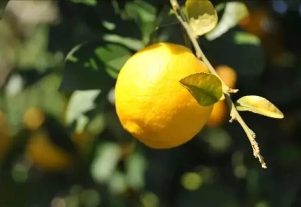 Limon ithalatında g&uuml;mr&uuml;k vergisi ge&ccedil;ici olarak d&uuml;ş&uuml;r&uuml;ld&uuml;