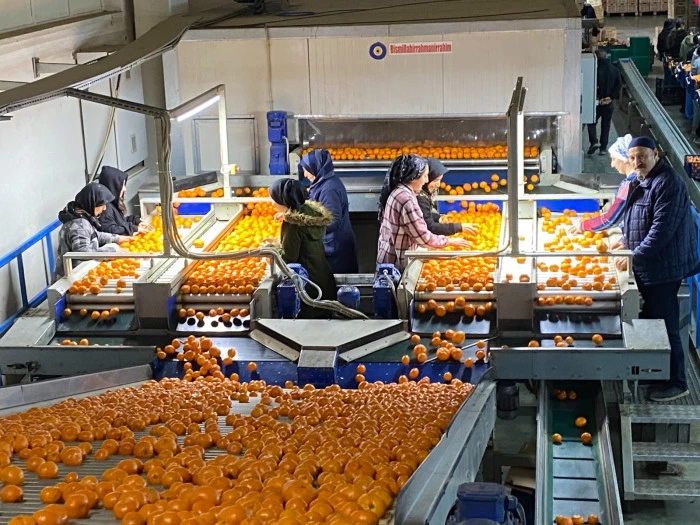 Mandalinada ihracat seferberliği sonu&ccedil; verdi