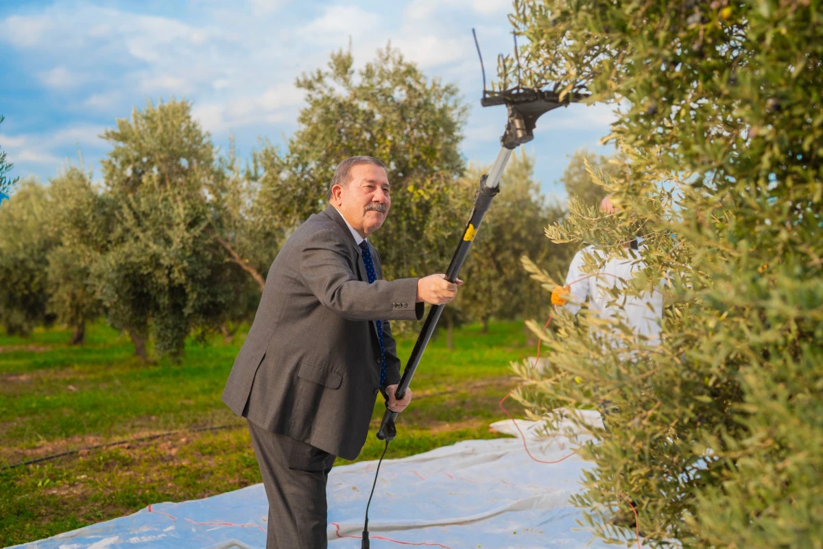 Milas Belediyesi Zeytin Hasadına Başladı