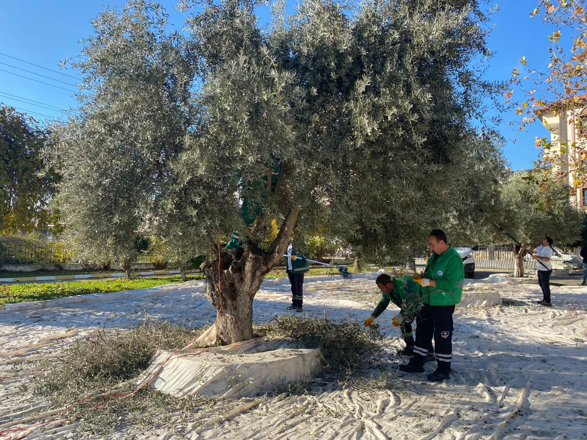 Milas Belediyesi’nden kaliteli zeytin üretimi
