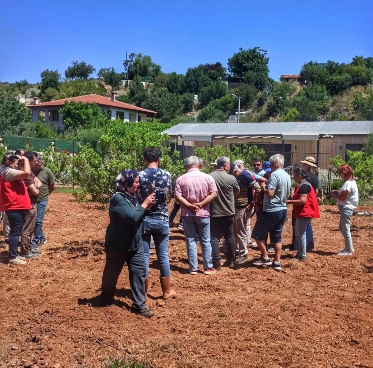 Muğla tarımında sakız reçinesiyle gelir fırsatı büyüyor