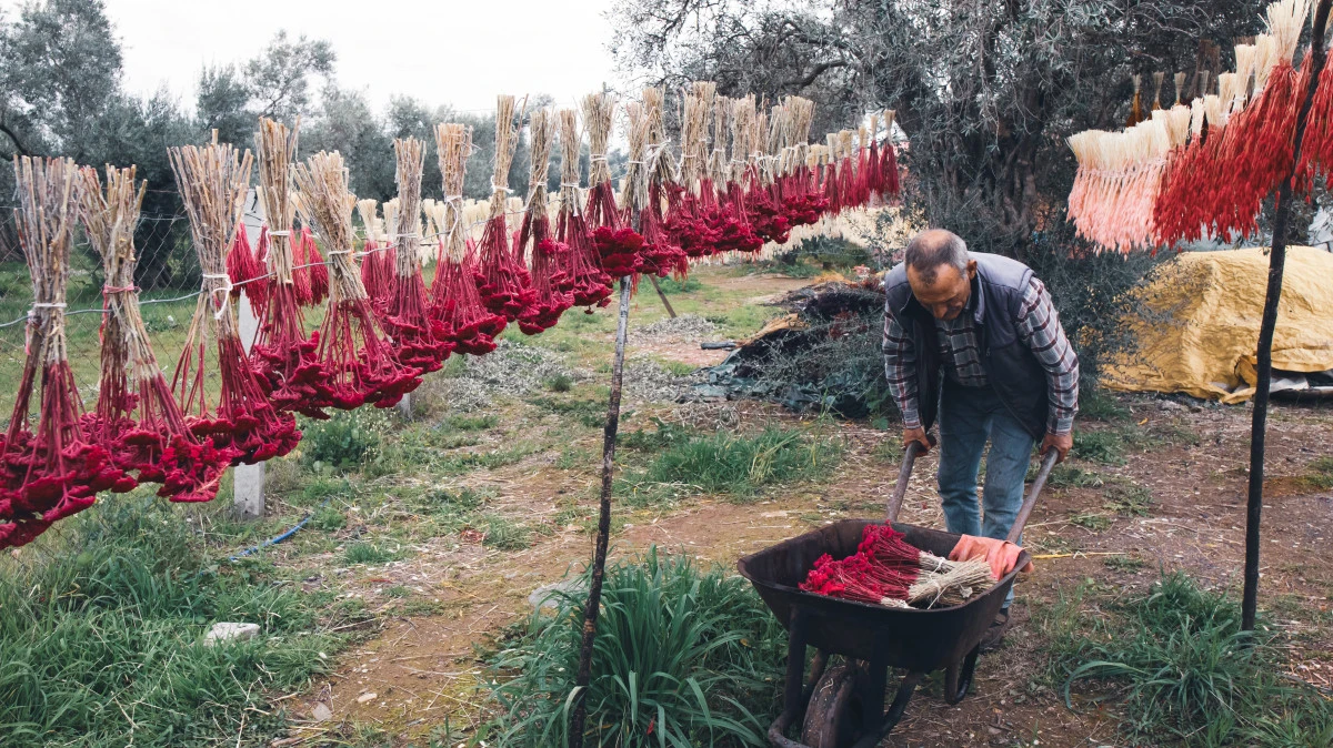 Nergis festivali i&ccedil;in geri sayım başladı: Bayındır Turan Mahallesi hazır