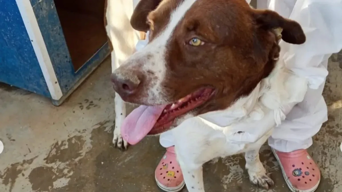 Seferihisar Belediyesi, Can Dostların Yaşam Koşullarını İyileştiriyor