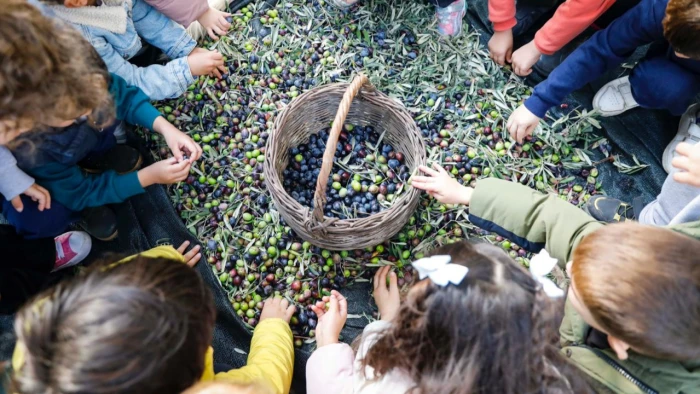 Seferihisar’da Minikler Zeytin Topladı