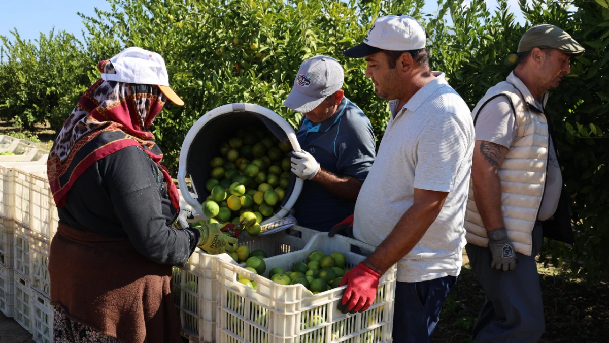 Türkiye’nin mandalina ihracatında Ekim bereketi