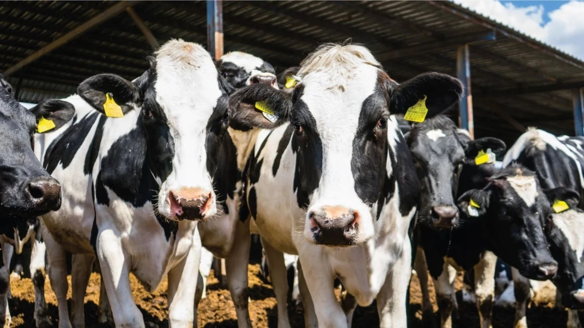 Urla ve Seferihisar’da şap alarmı: İki mahallede karantina uygulaması başladı