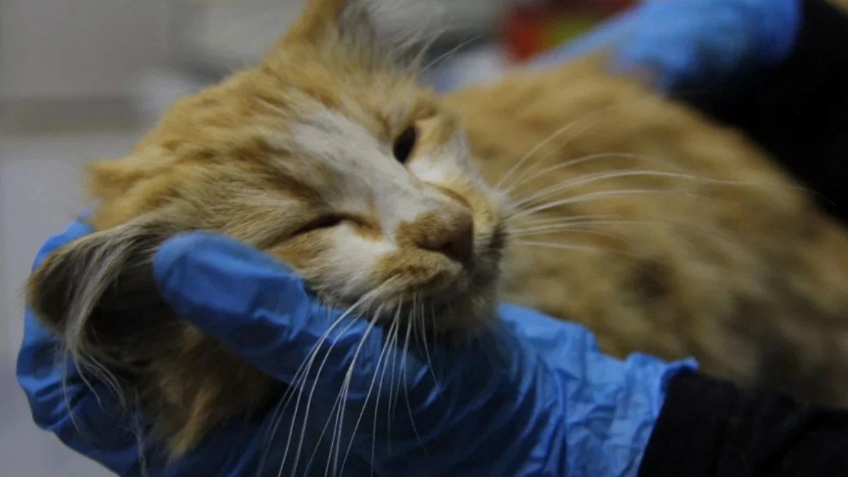 Yavru kediye AIDS’i teşhisi kondu