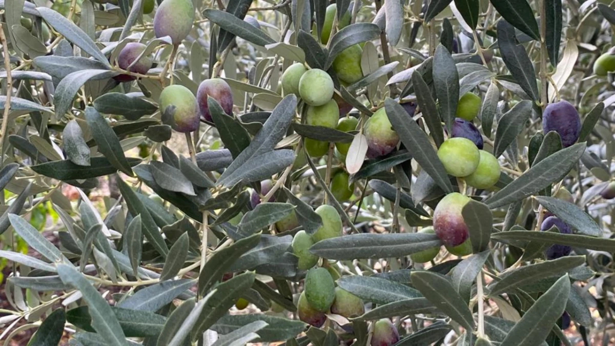 Zeytin İhracatında Parlak Yükseliş